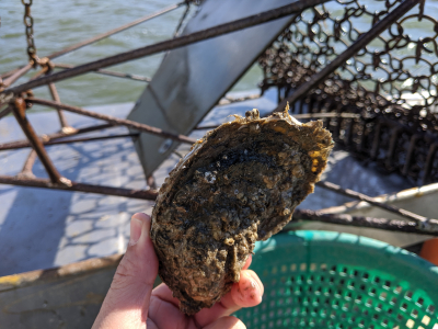 oyster